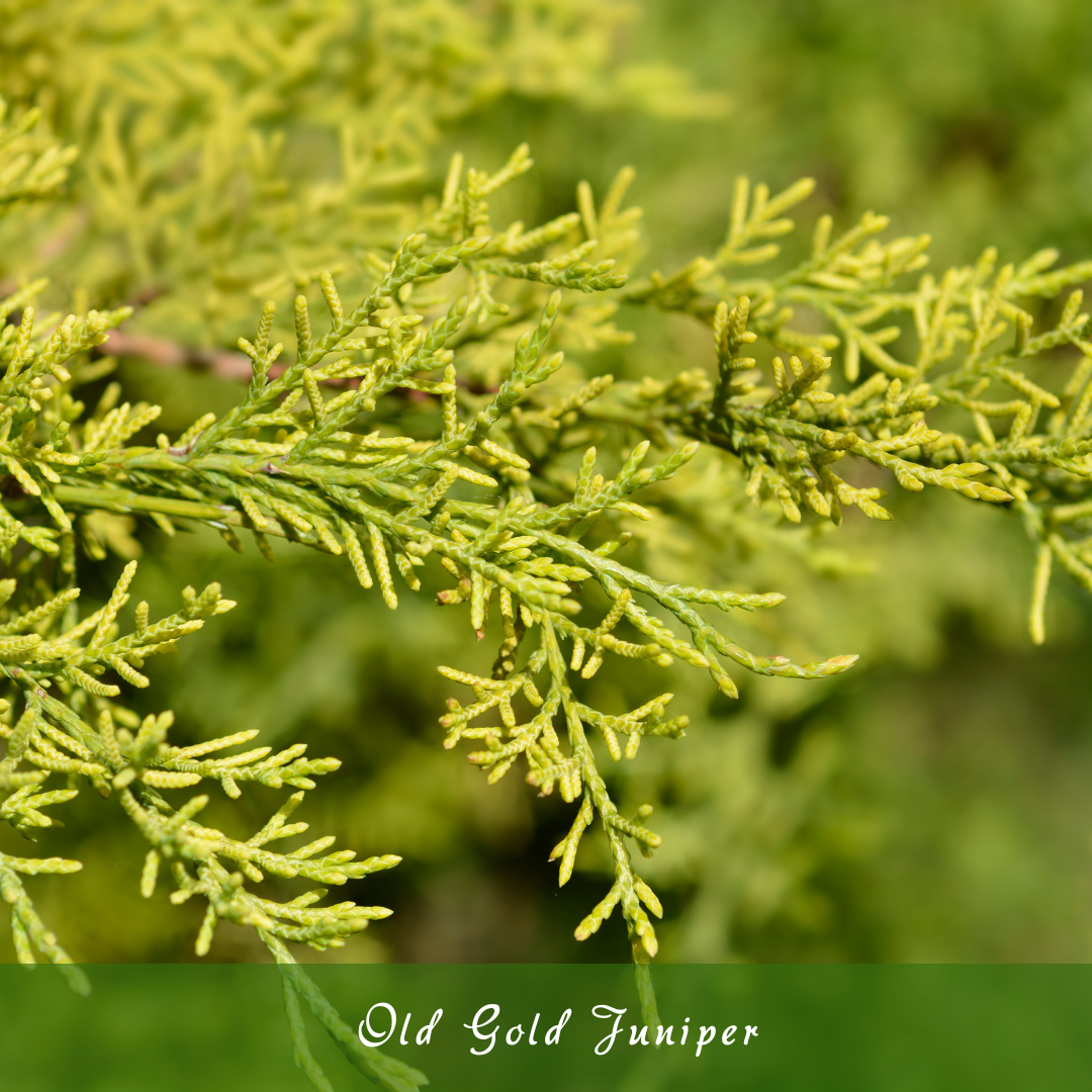 Old Gold Juniper