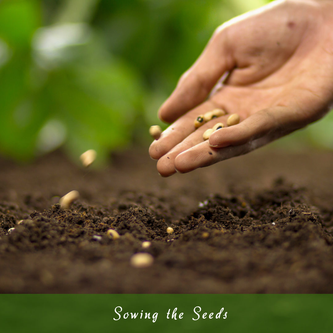 Sowing The Seeds