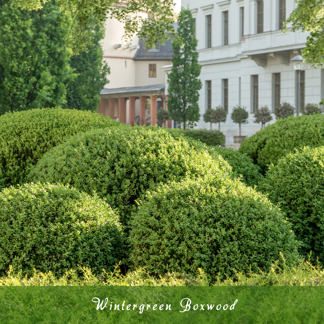 Wintergreen Boxwood (Buxus sinica var. insularis ‘Wintergreen’)