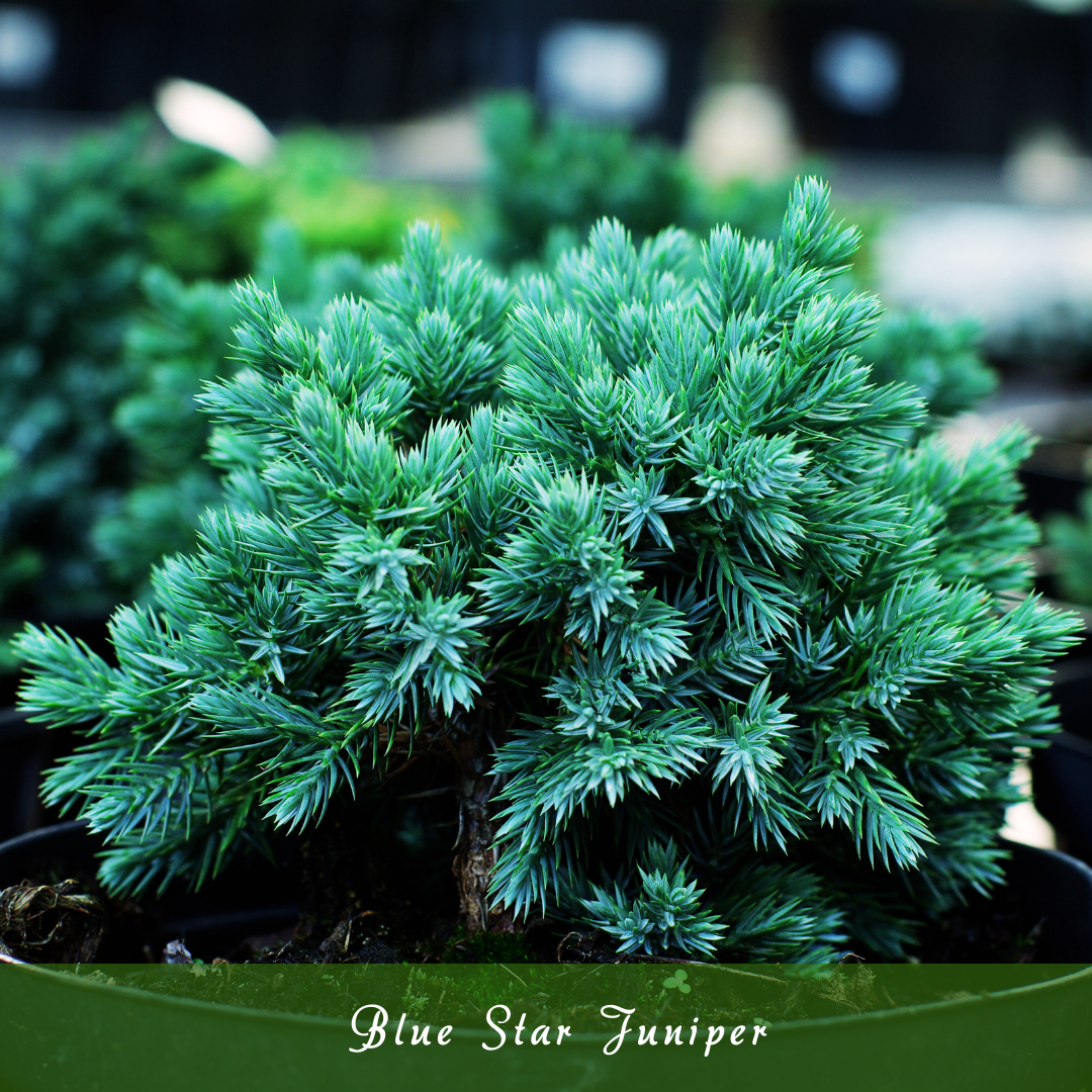 Blue Star Juniper