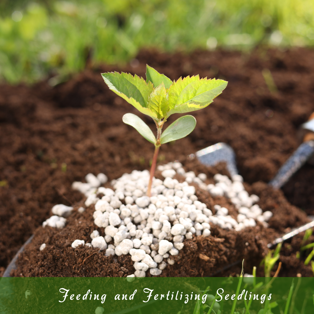 Feeding And Fertilizing Seedlings