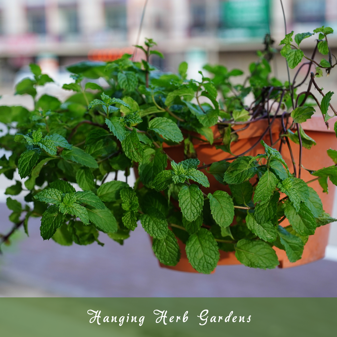 Hanging Herb Gardens