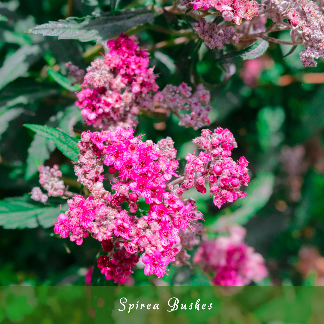 Spirea Bushes