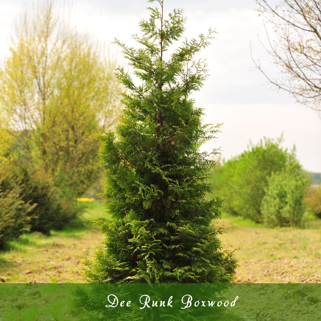 Dee Runk Boxwood (Buxus sempervirens ‘Dee Runk’)