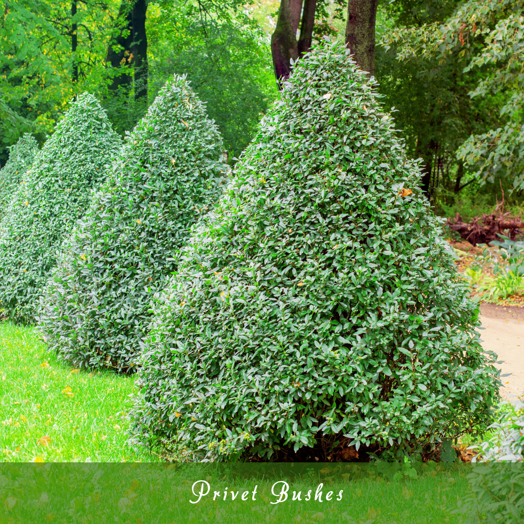 Privet Bushes (Ligustrum)