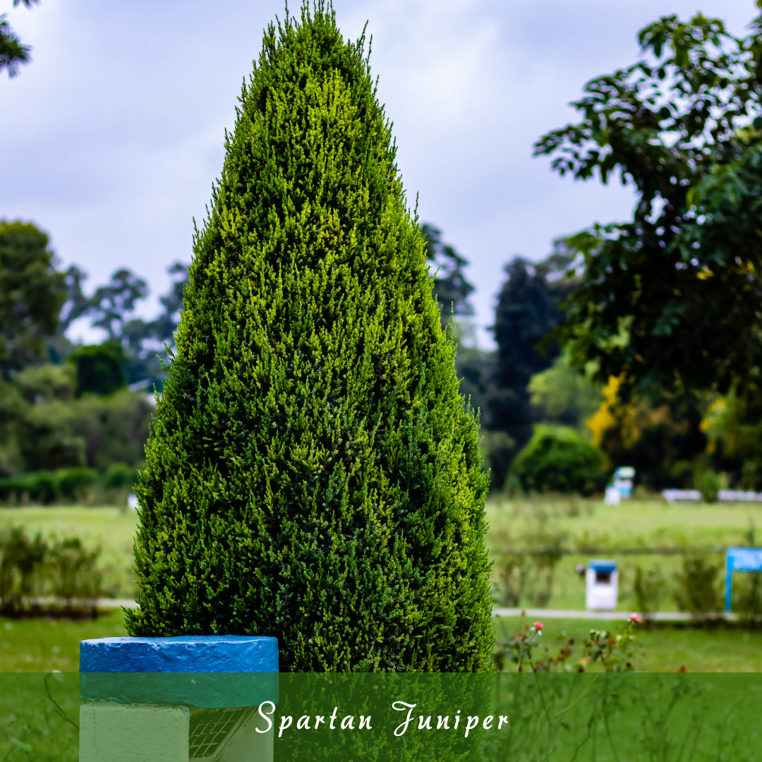 Spartan Juniper