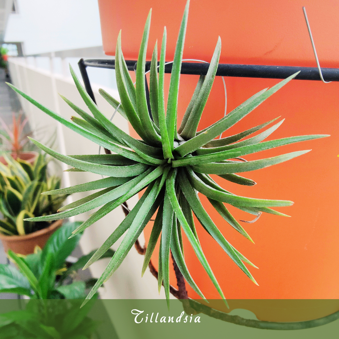 Tillandsia (Air Plants)