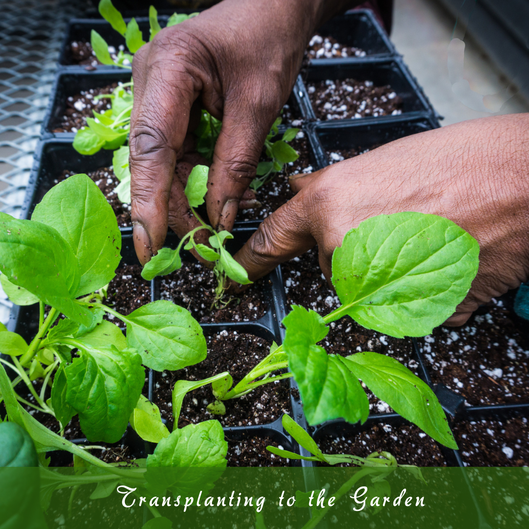 Transplanting Seedlings To The Garden