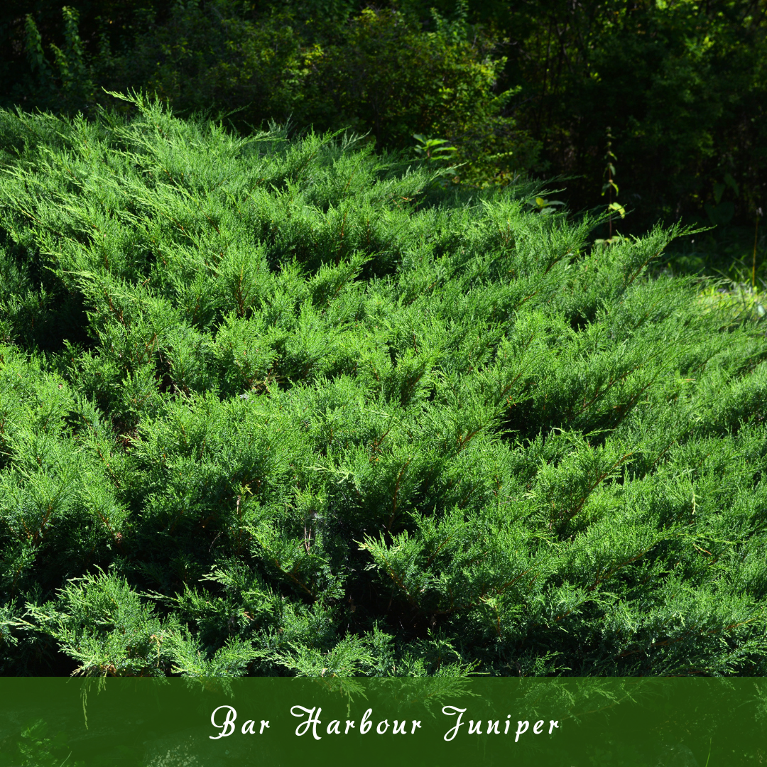 Bar Harbour Juniper