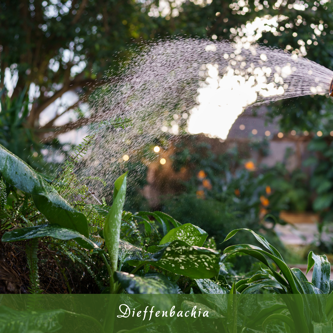 Dieffenbachia (Dumb Cane)