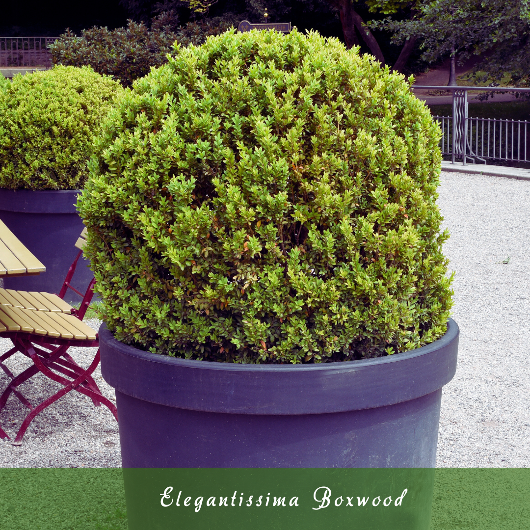 Elegantissima Boxwood (Buxus sempervirens ‘Elegantissima’)