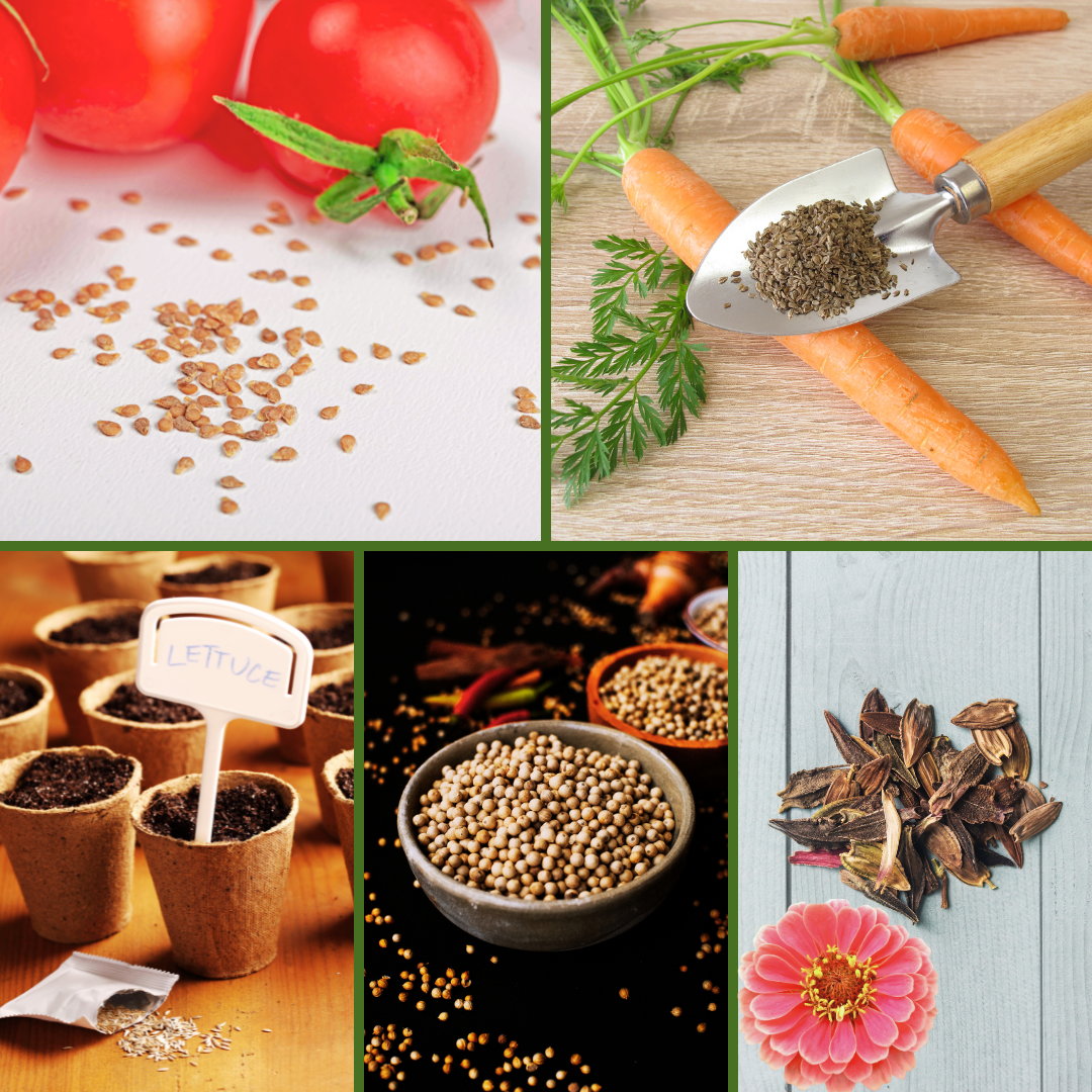 Popular Seed Varieties For Every Garden