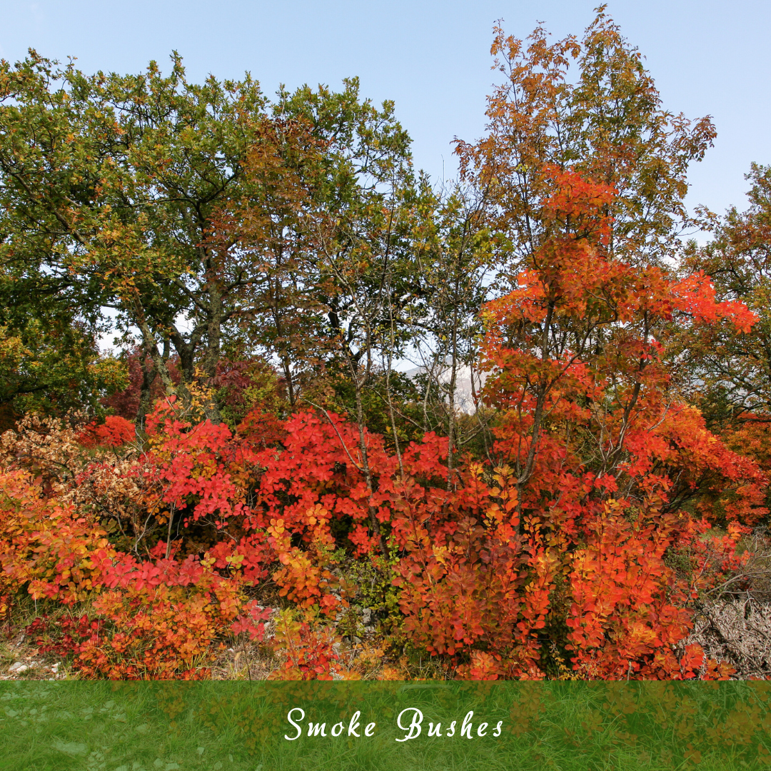 Smoke Bushes (Cotinus)