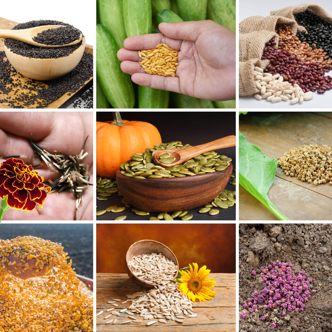 Popular Seed Varieties For Every Garden