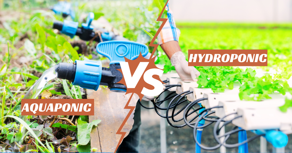 Aquaponics vs Hydroponics: Which Sustainable System Wins