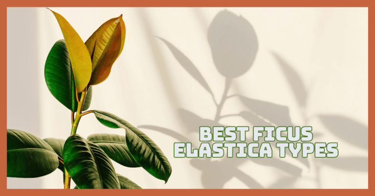 Best Ficus Elastica Types For A Lush & Happy Home