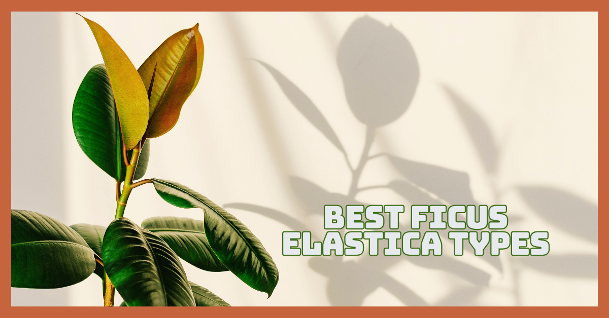 Best Ficus Elastica Types For A Lush & Happy Home
