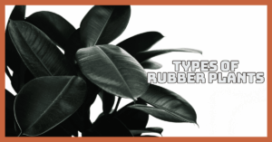 Best Types Of Rubber Plants That Are Easy To Grow