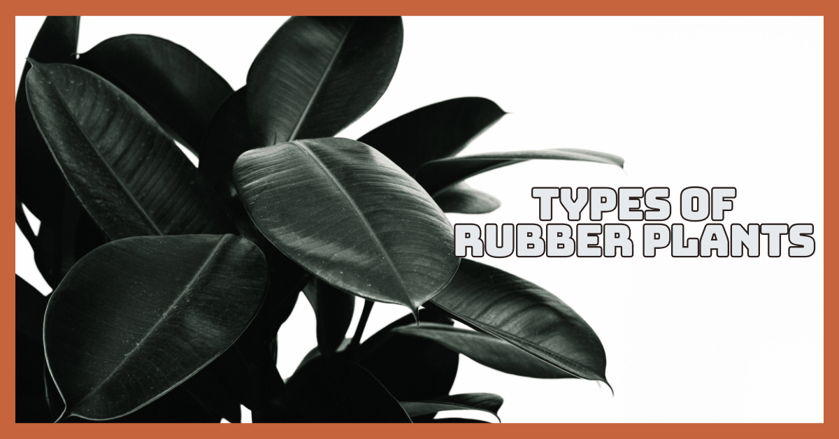 Best Types Of Rubber Plants That Are Easy To Grow