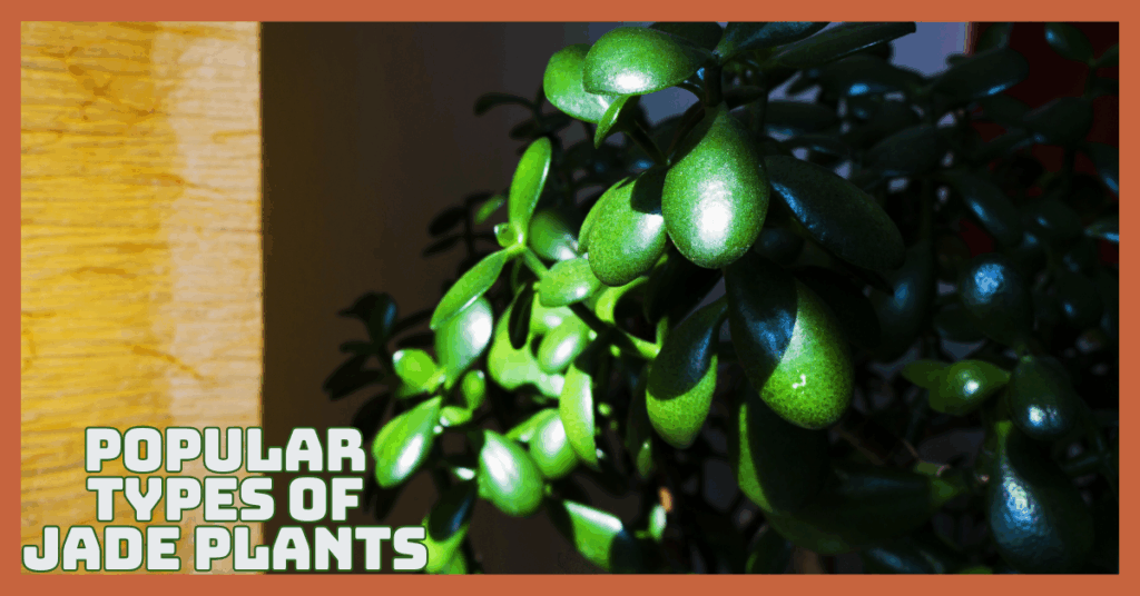 Popular Types Of Jade Plants You’ll Love Growing