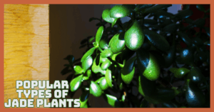 Popular Types Of Jade Plants You’ll Love Growing