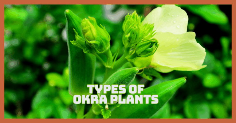 Types Of Okra Plants With Expert Growing Tips