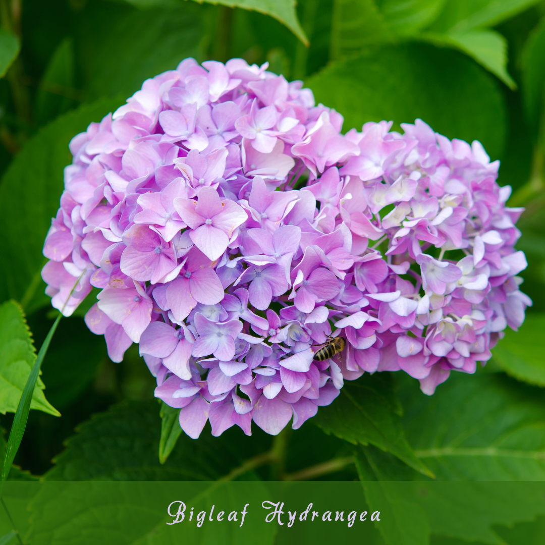 Bigleaf Hydrangea (Hydrangea macrophylla)