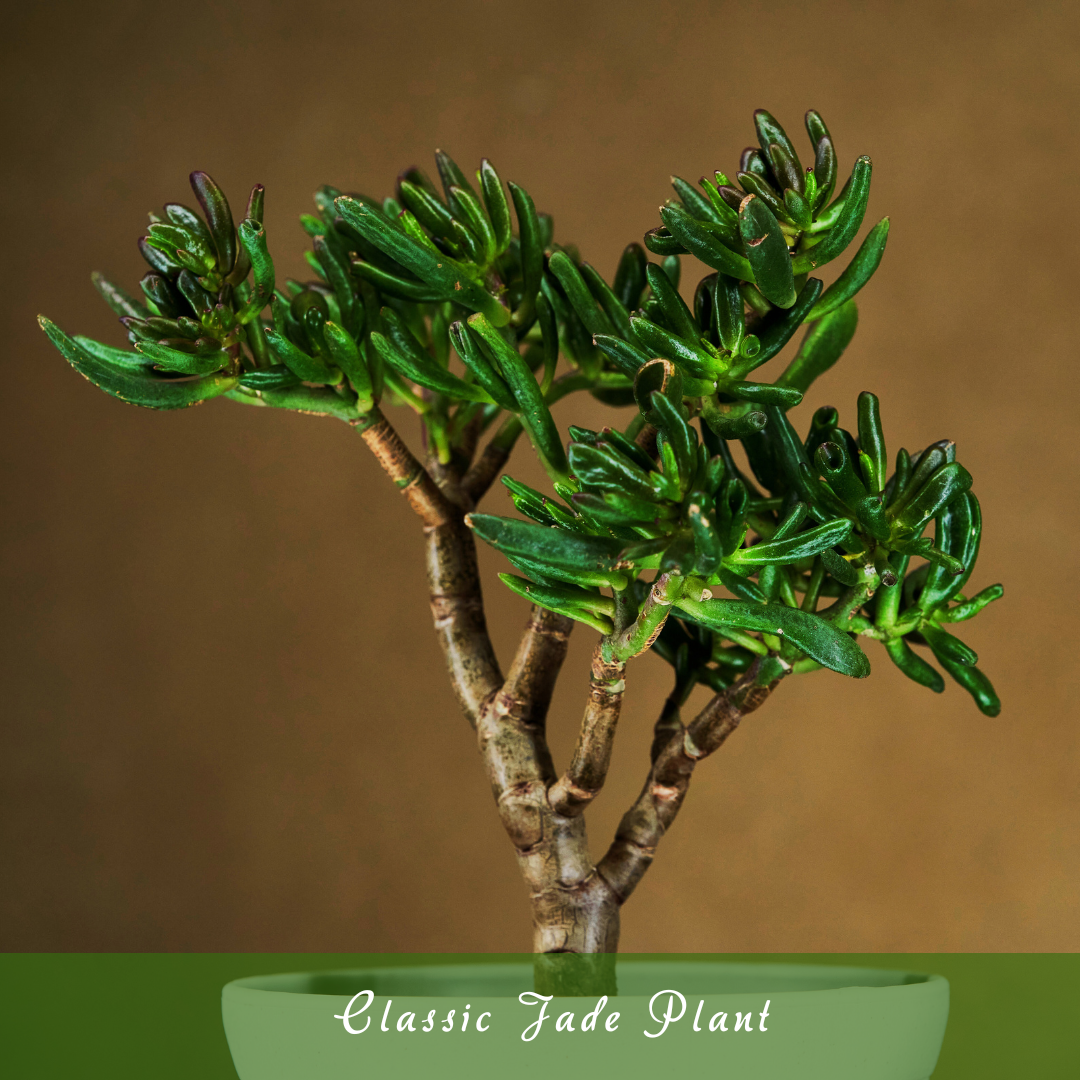 Classic Jade Plant (Crassula ovata)