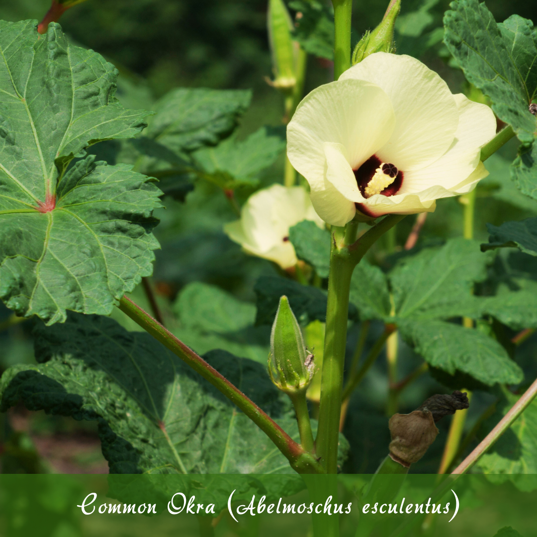 Common Okra (Abelmoschus esculentus)