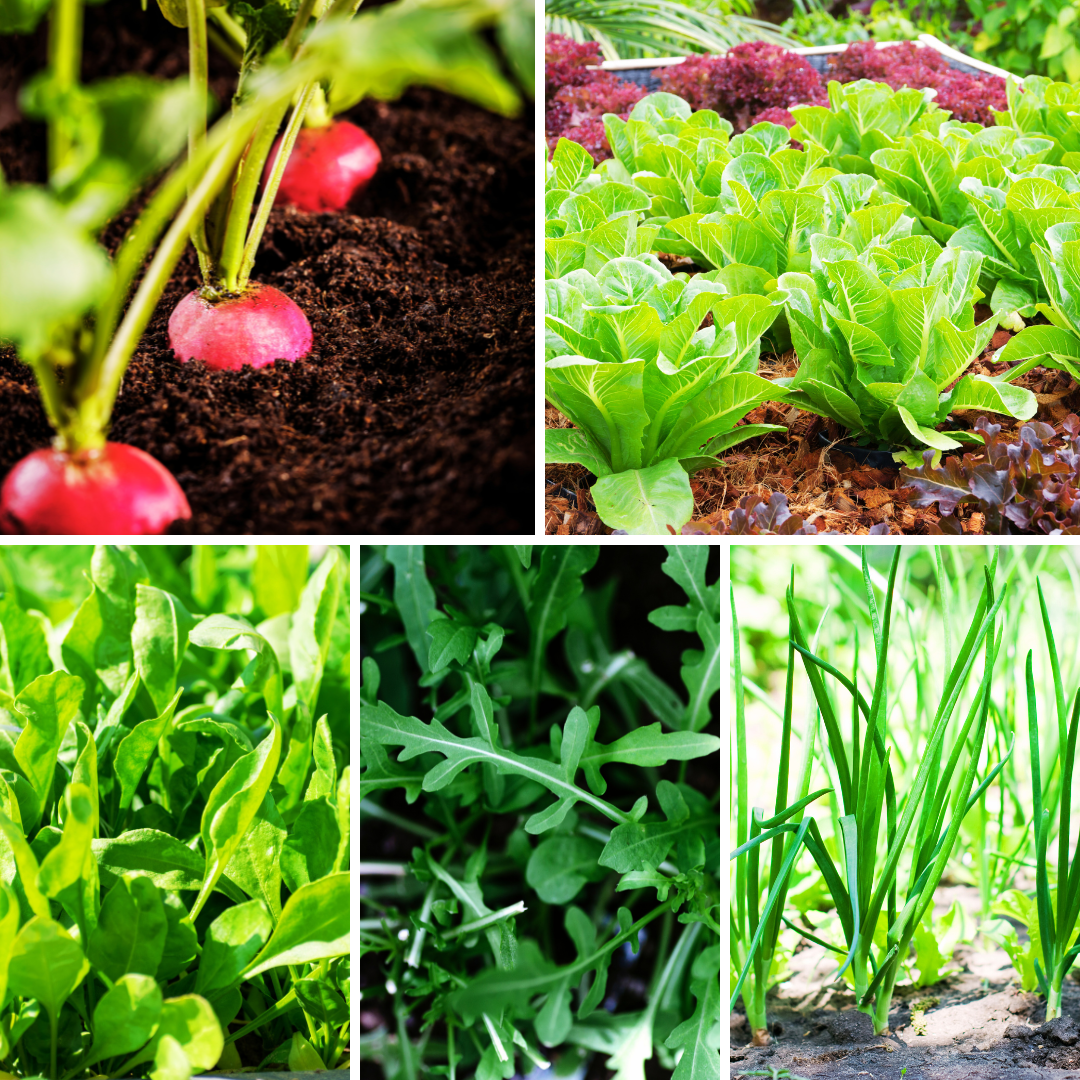 Fast-Growing Vegetables From Seeds Fast-Growing Vegetables From Seeds