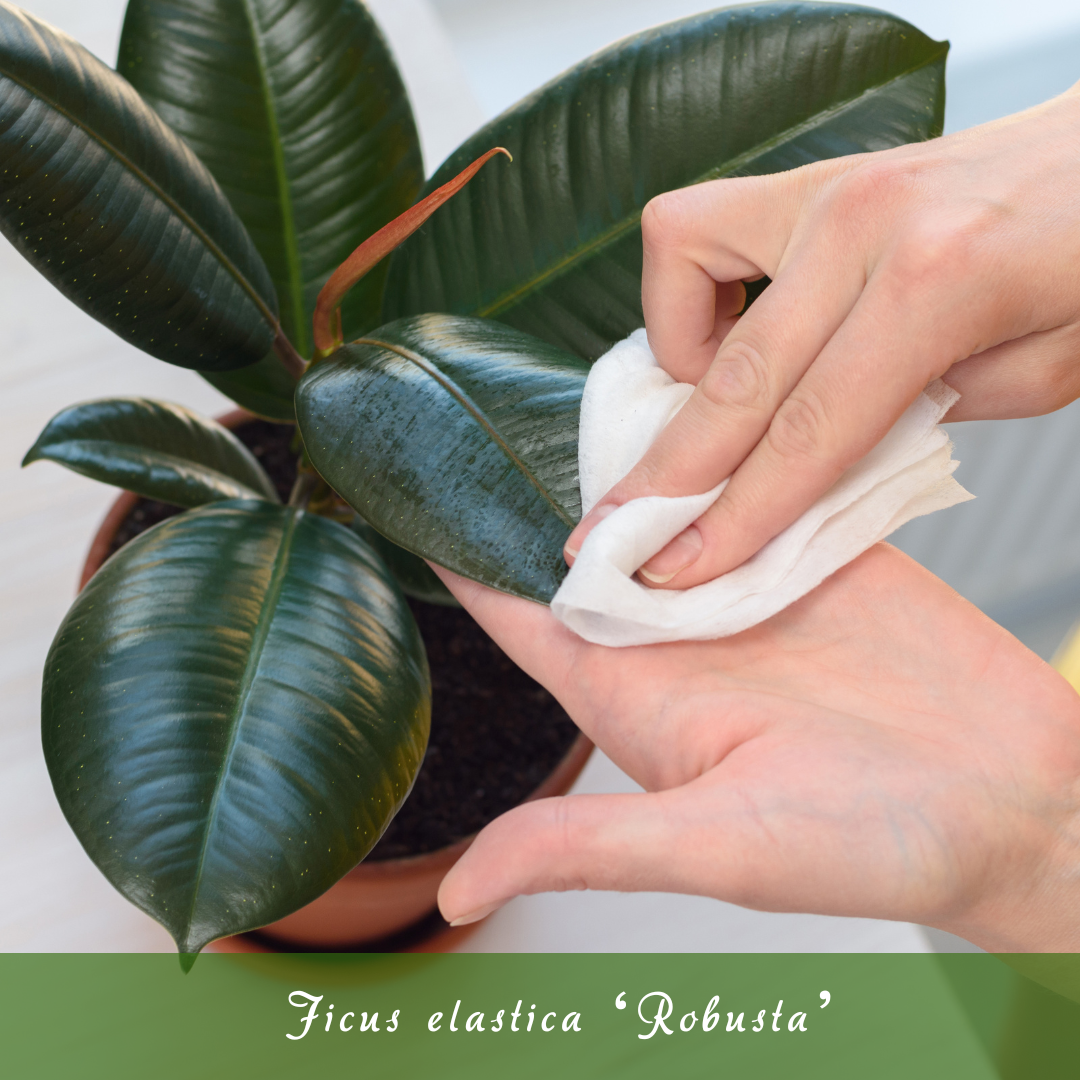 Ficus elastica ‘Robusta’
