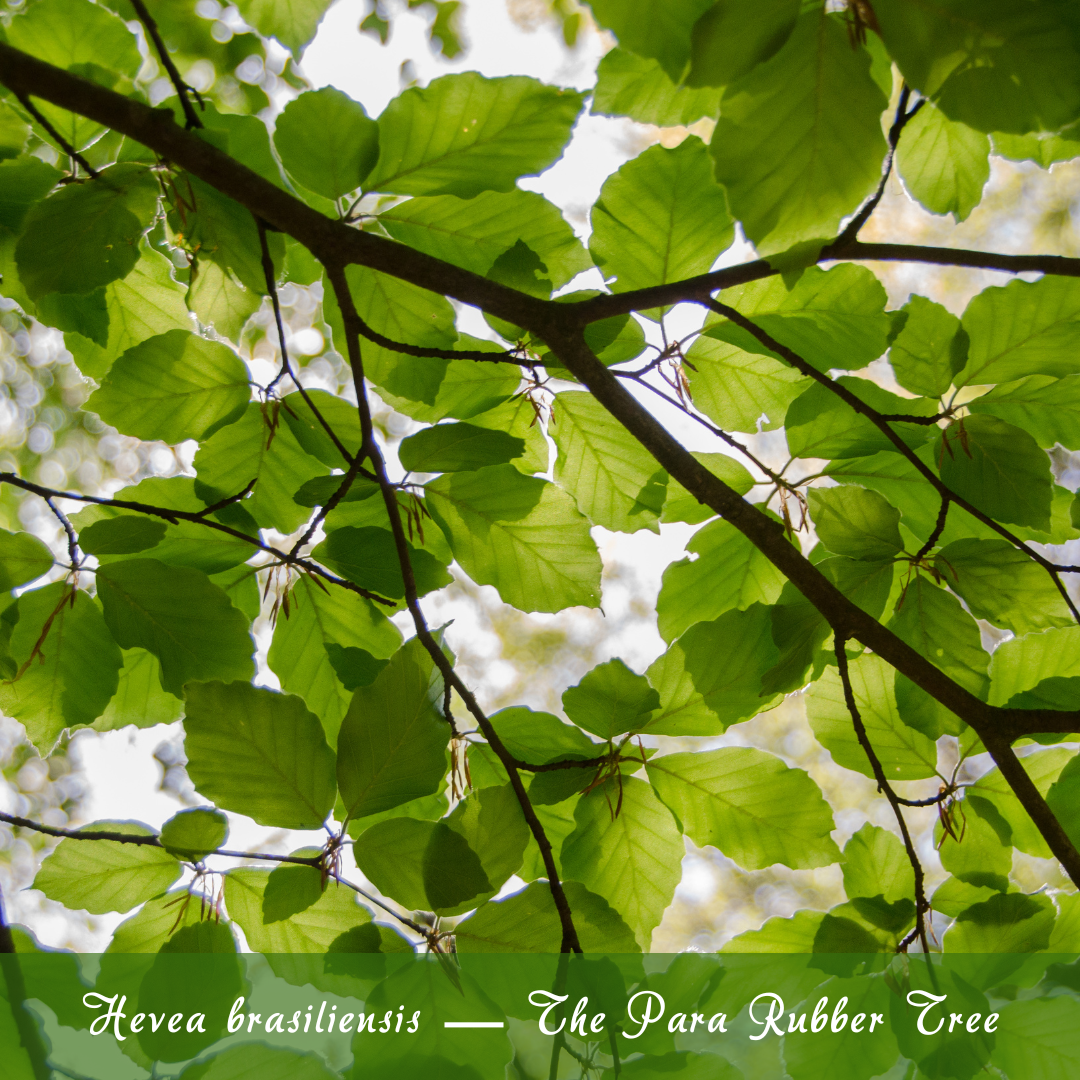 Hevea brasiliensis — The Para Rubber Tree