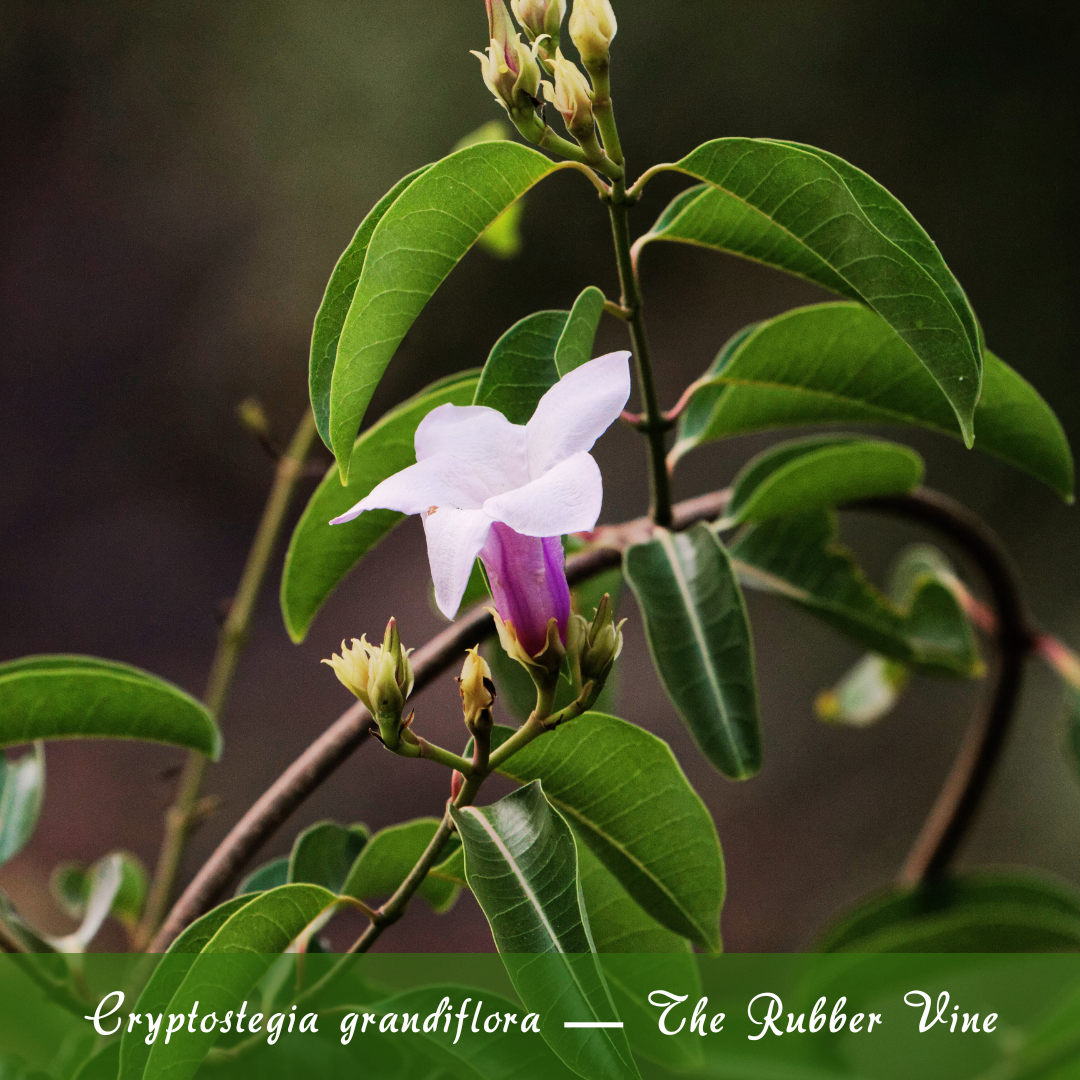 Cryptostegia grandiflora — The Rubber Vine