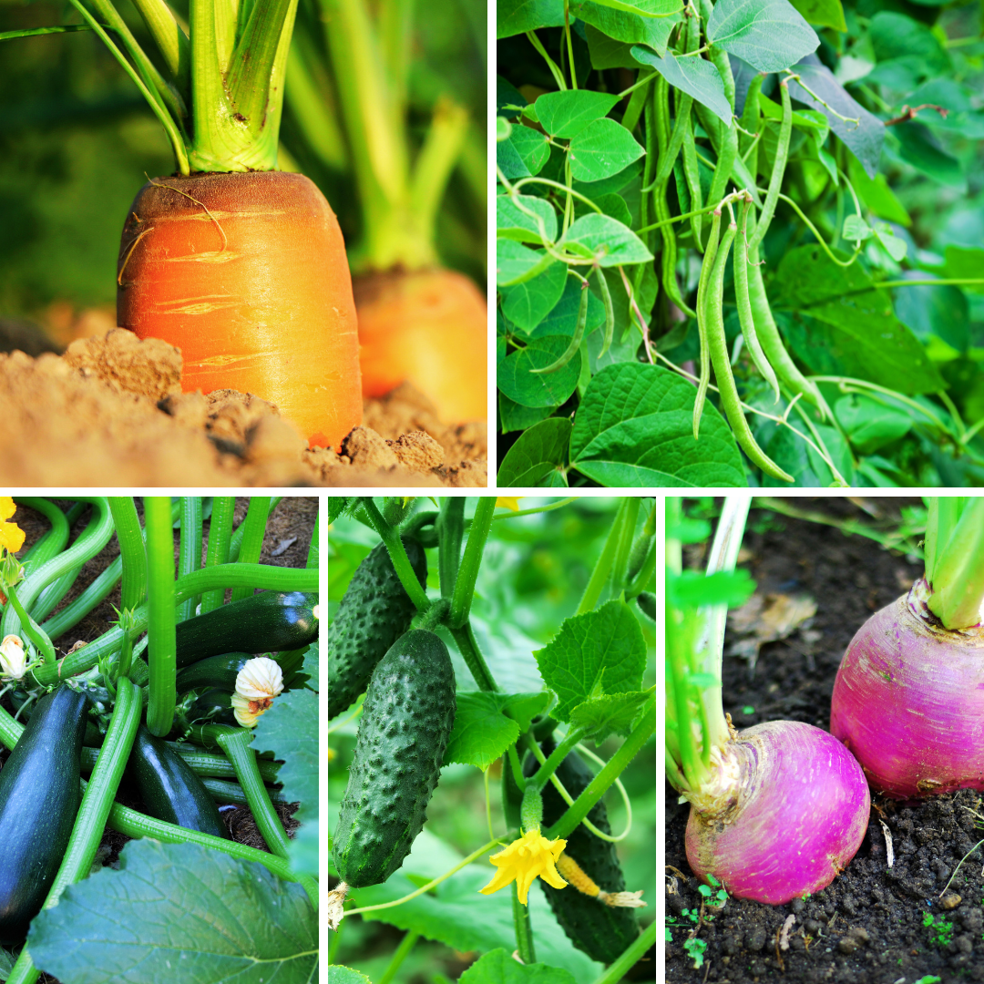 Fast-Growing Vegetables From Seeds Fast-Growing Vegetables From Seeds