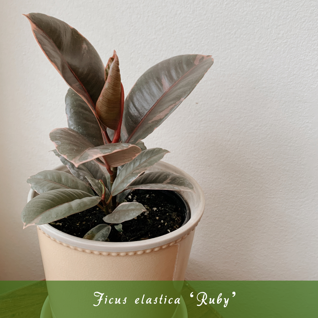 Ficus elastica ‘Ruby’