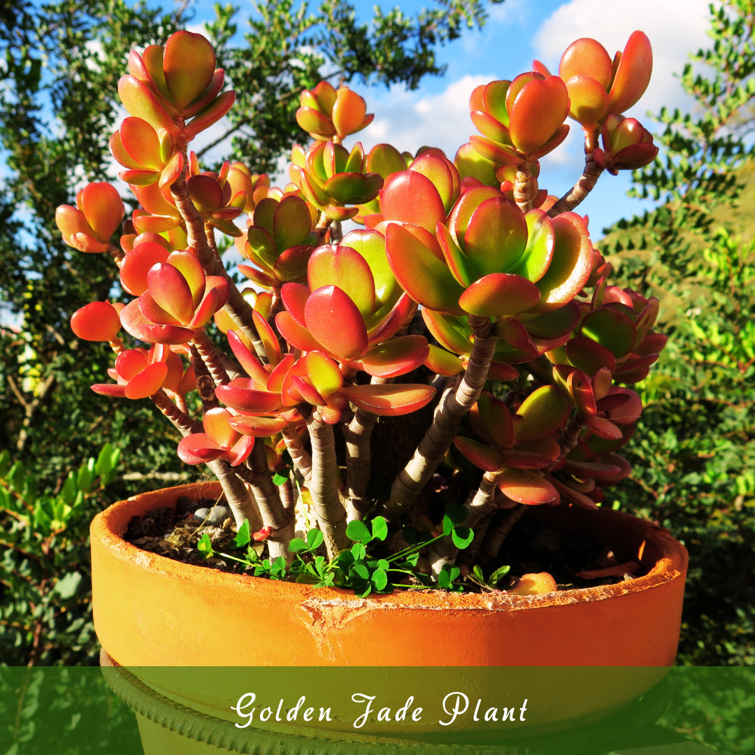 Golden Jade (Crassula ovata ‘Hummel’s Sunset’)