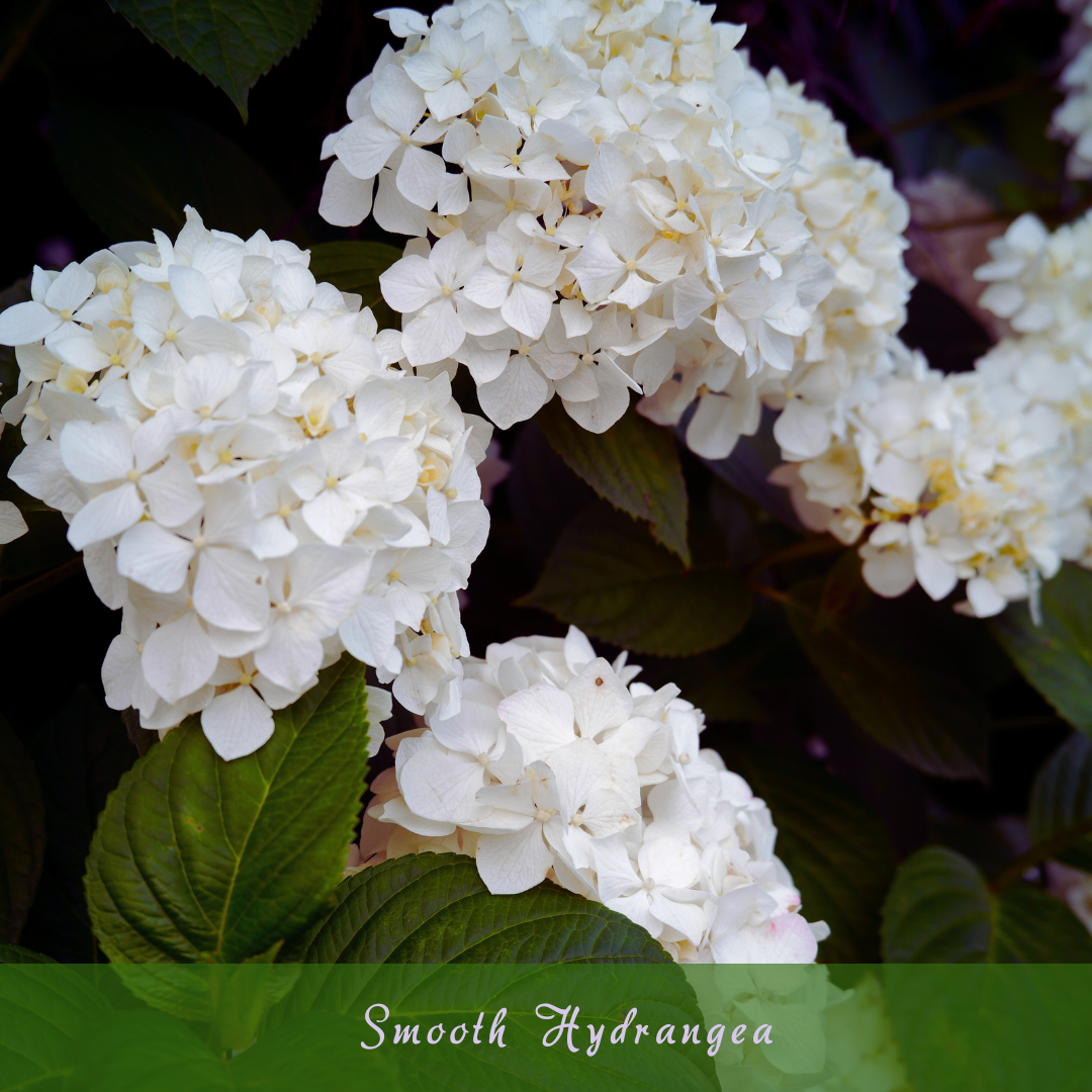 Smooth Hydrangea (Hydrangea arborescens)