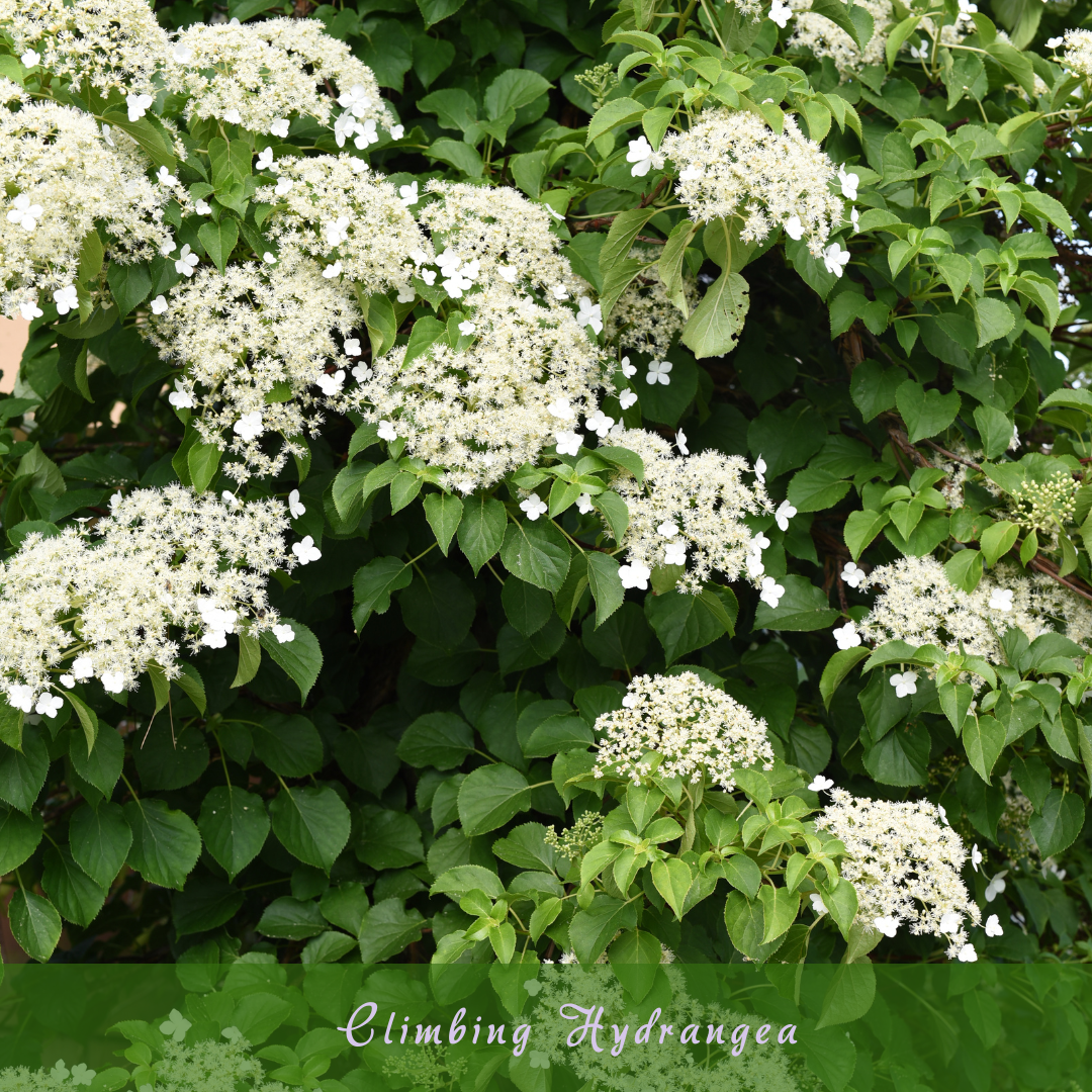 Climbing Hydrangea (Hydrangea anomala subsp petiolaris)