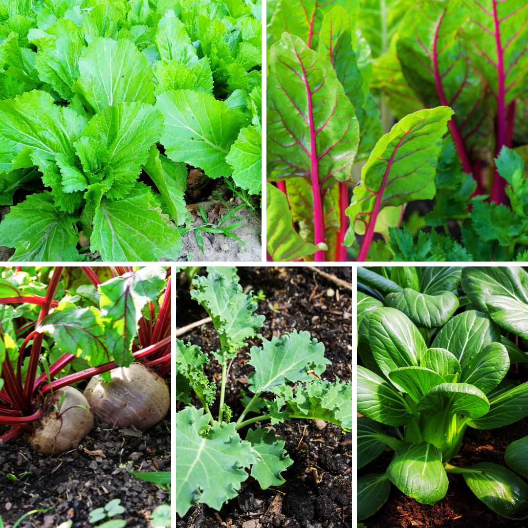 Fast-Growing Vegetables From Seeds Fast-Growing Vegetables From Seeds