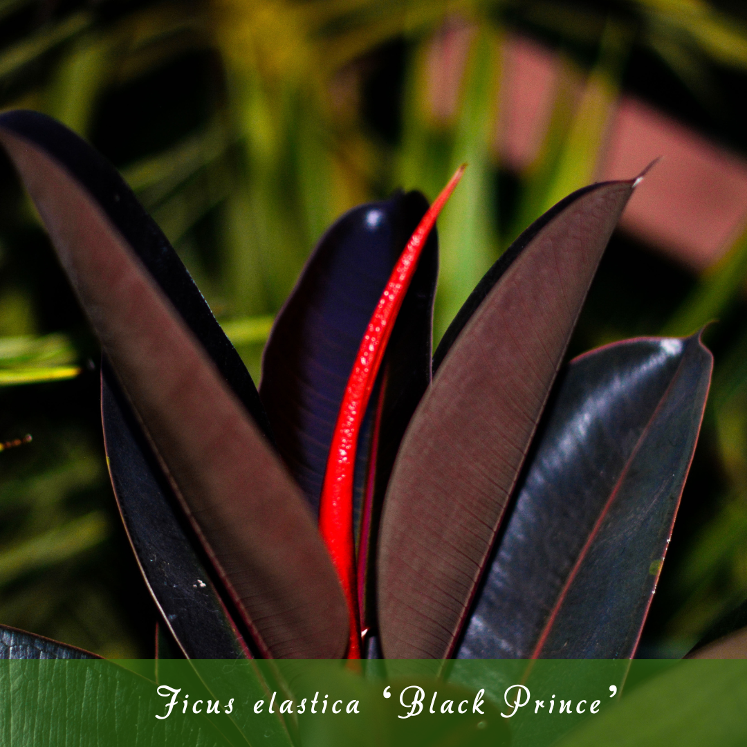 Ficus elastica ‘Black Prince’