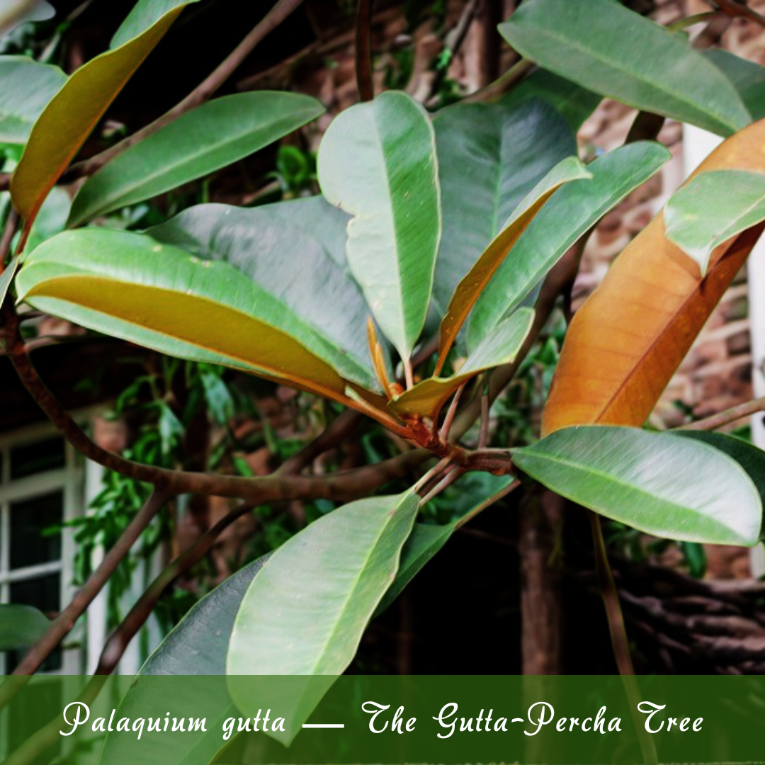 Palaquium gutta — The Gutta-Percha Tree