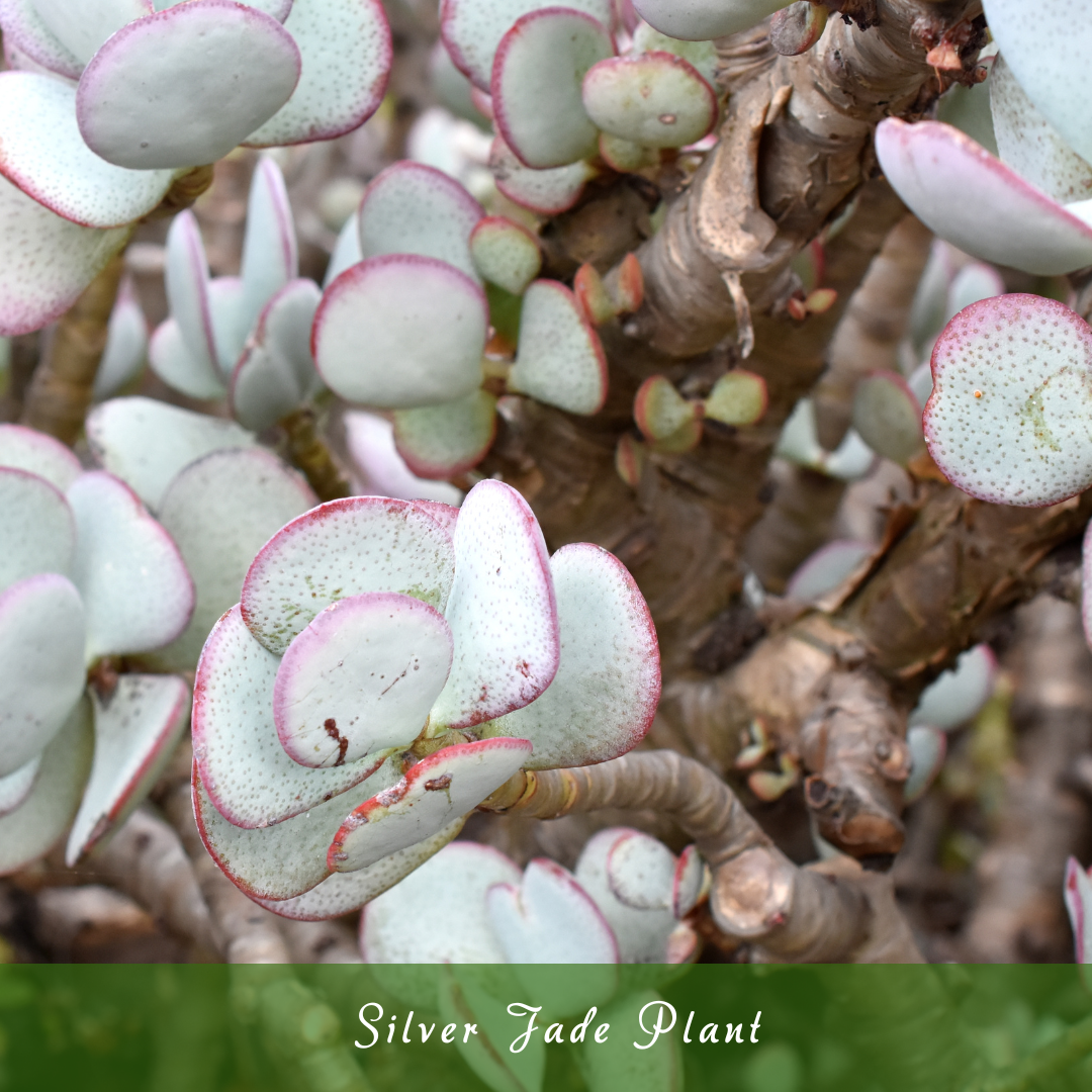 Silver Jade Plant (Crassula arborescens)