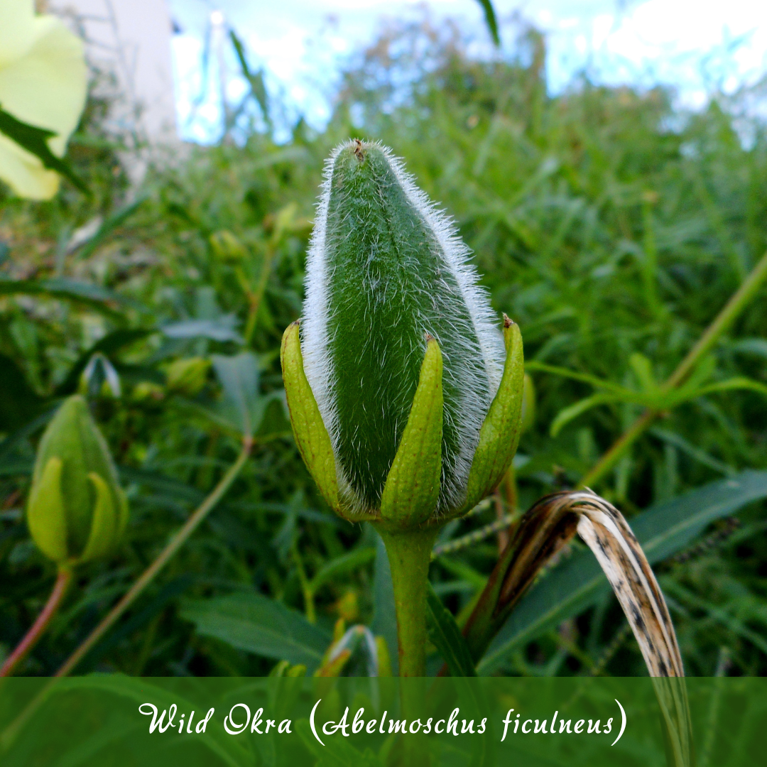 Wild Okra (Abelmoschus ficulneus)