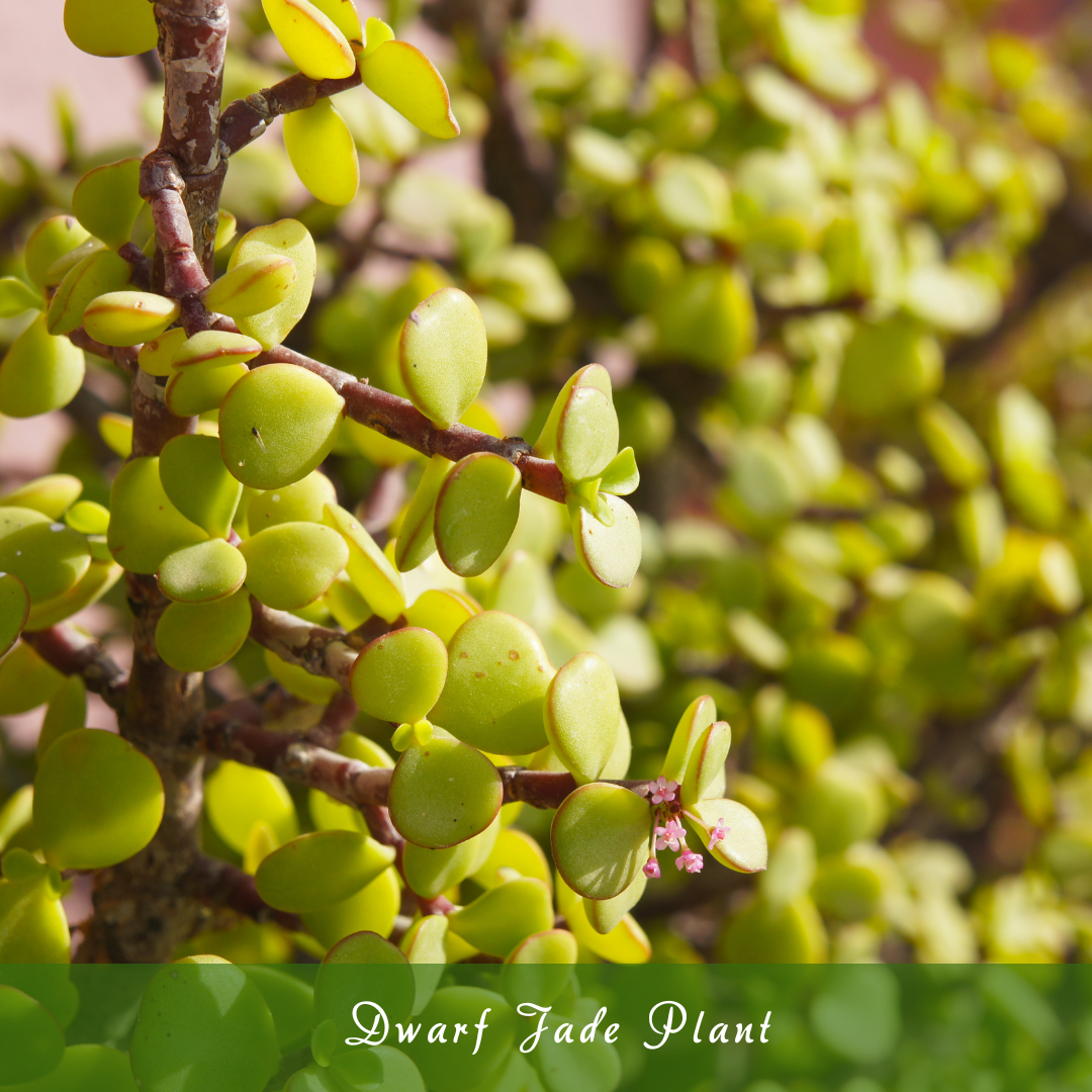 Dwarf Jade Plant (Crassula ovata ‘Minima’)