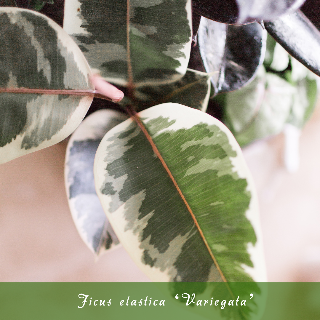 Ficus elastica ‘Variegata’