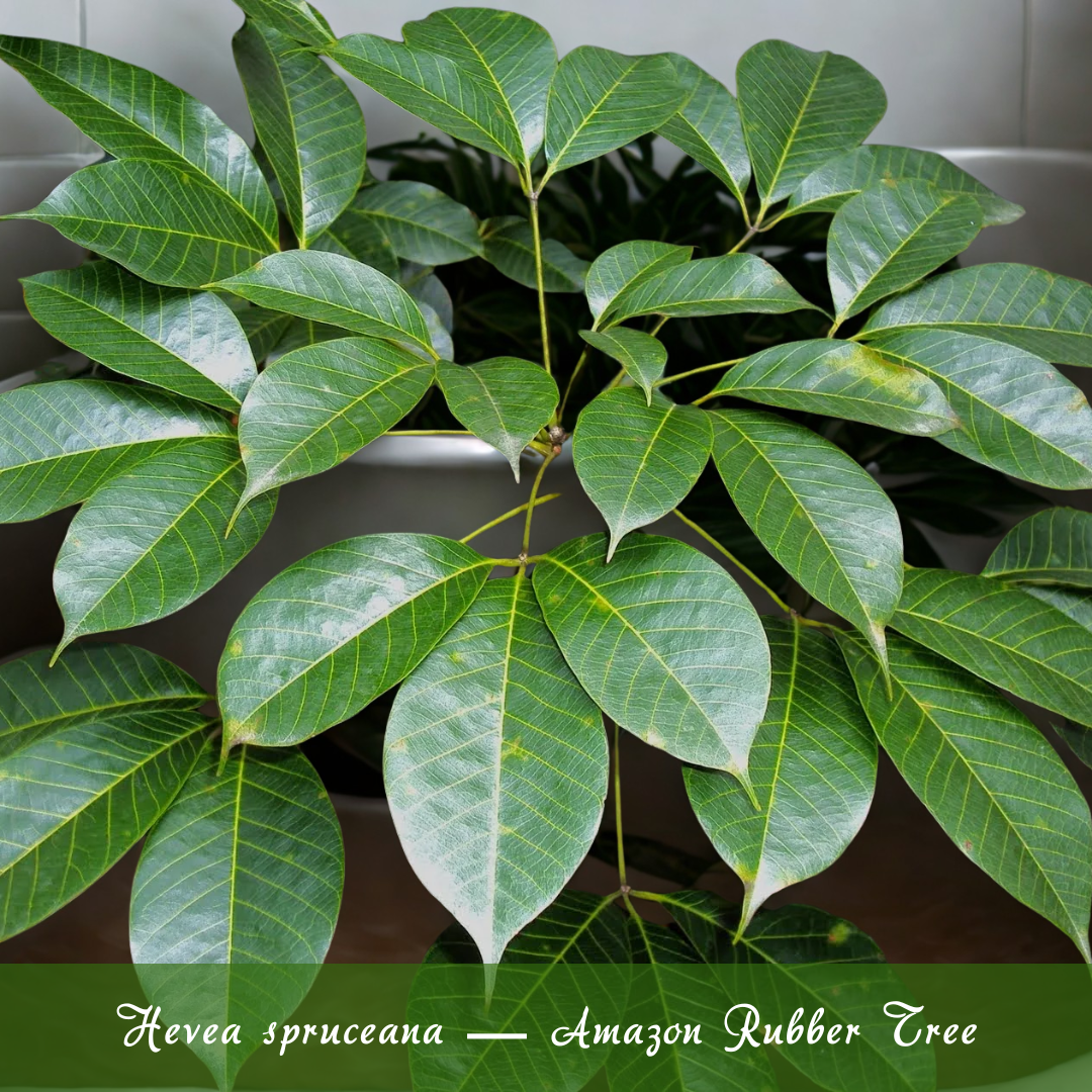Hevea spruceana — Amazon Rubber Tree