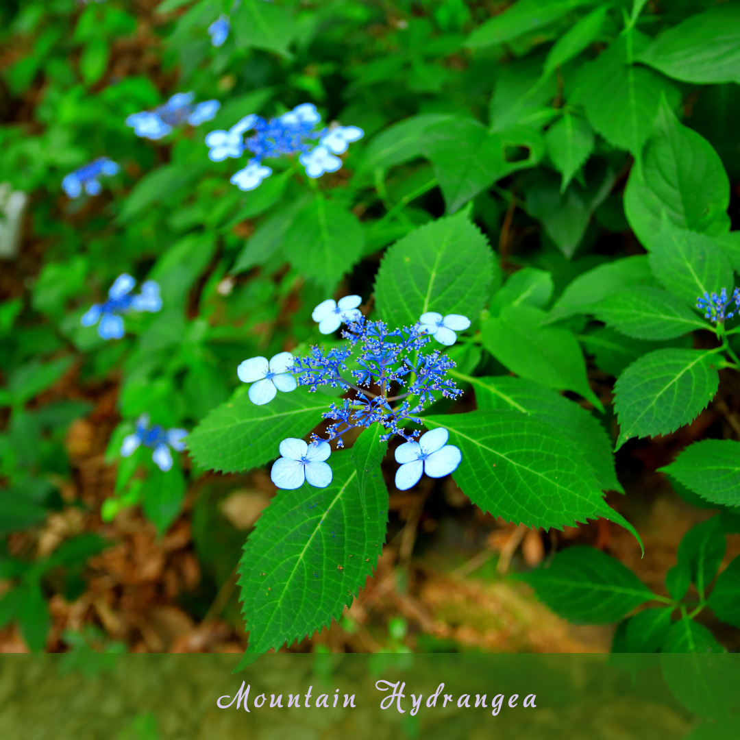 Mountain Hydrangea (Hydrangea serrata)