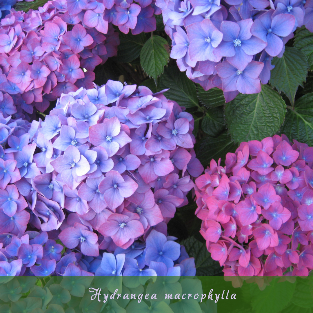 Endless Summer Hydrangea (Hydrangea macrophylla)