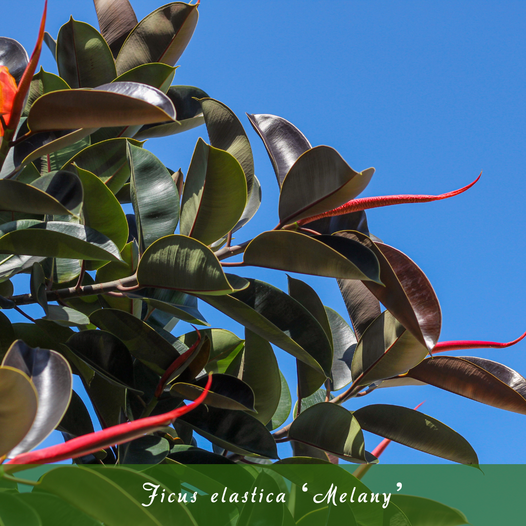 Ficus elastica ‘Melany’