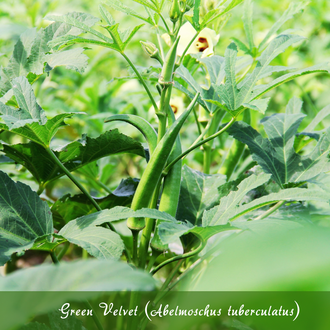 Green Velvet (Abelmoschus tuberculatus)